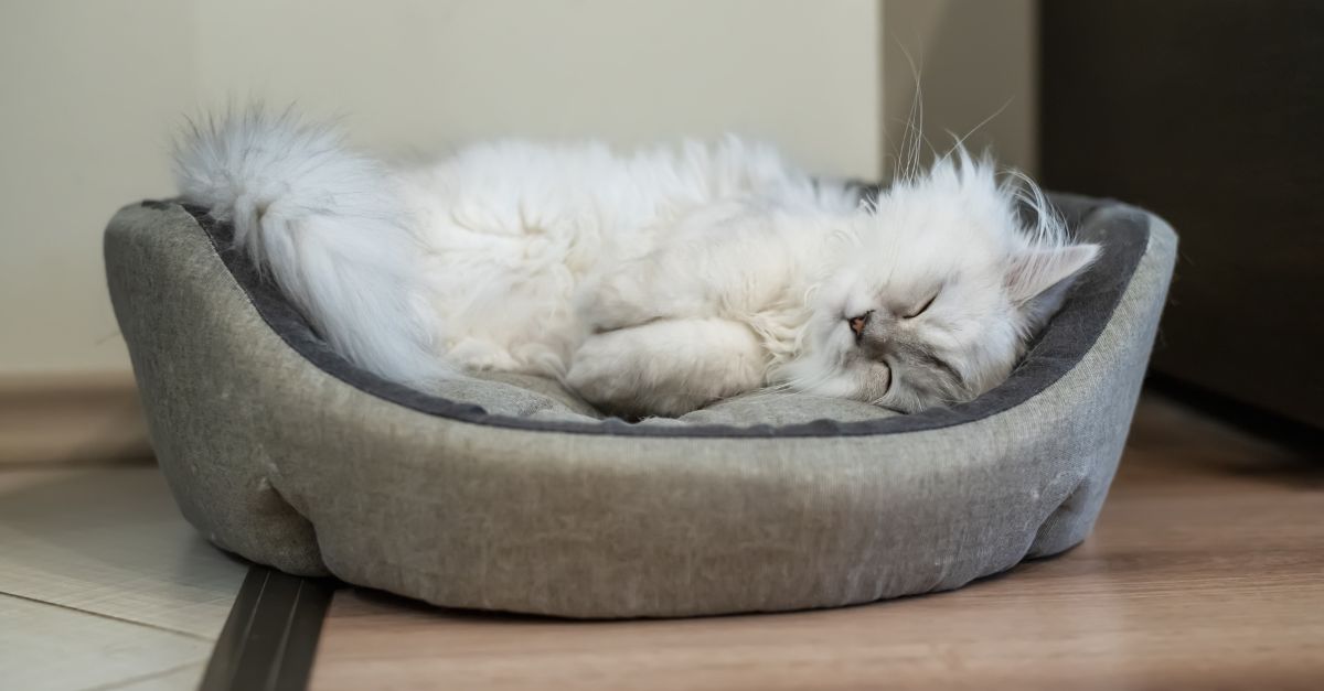 Cozy cat bed in a quiet corner